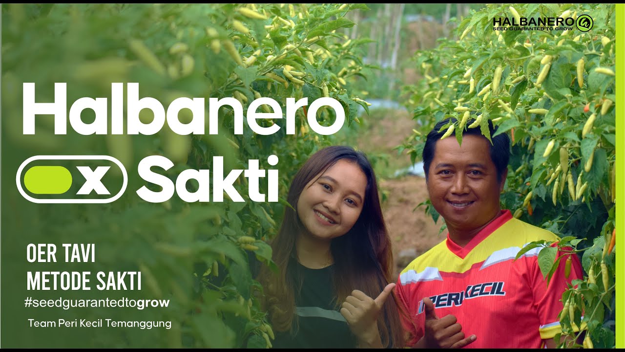 HLB X SAKTI ‼️ OER TAVI METODE SAKTI KOMBINASI EFEKTIF BUDIDAYA CABAI
