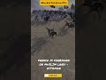 ⚔️ FRENCH FORBIDDEN ON MUSLIM LAND! OTTOMAN’S LARGEST CAVALRY CHARGE! 🐎🔥
