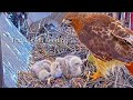 #134🦅🐥14°🐥13°🐥9°(✝️🐣)／Cornell US🇺🇸Red-tailed Hawk Nest 2026／Big Red💗Arthur／by Cornell Lab Bird Cams