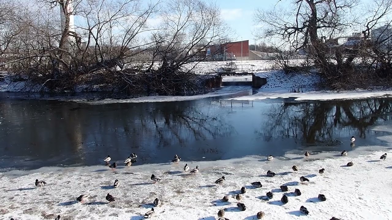 Winter Birds by the Urban River