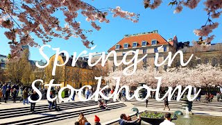 Cherry Blossoms of Kungstradgarden, Stockholm (4K)