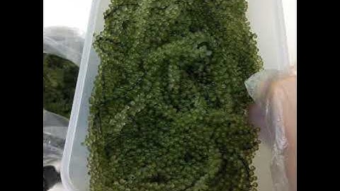 Cách bảo quản ronng nho tươi như thế nào?