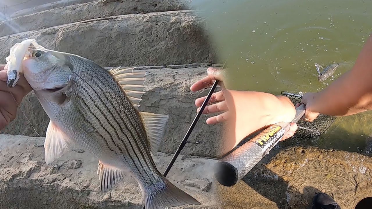 jackson lake state park , wiper, walleye, fresh water drum, fishing
