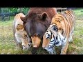 Невероятная дружба животных снятая на камеру