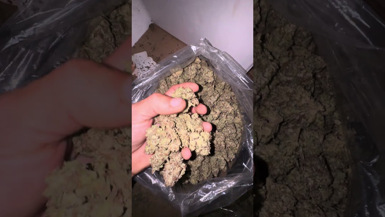 MANICURADO en seco. California/exterior 