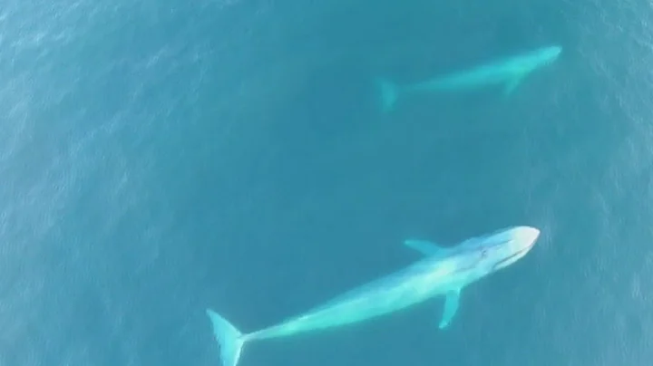 Blue whales: new video shows how they use strategy before feeding.