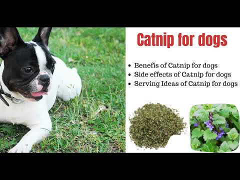 וִידֵאוֹ: Can Dogs Eat Catnip: What To About Dogs In Catnip Plants