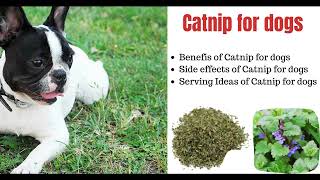 Can dogs eat Catnip?  Benefits and Side effects by Serve Dogs 13,107 views 2 years ago 3 minutes, 17 seconds