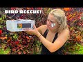 RESCUED INJURED BIRD FOUND ONLINE! WHERE'D HE COME FROM?!