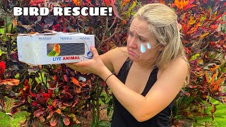 RESCUED INJURED BIRD FOUND ONLINE! WHERE'D HE COME FROM?!