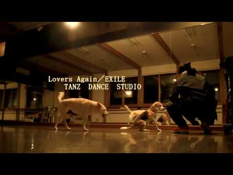 ～Lovers Again／EXILE～【歌詞とワンコとダンス付き】《TANZ苫小牧ダンス教室 》cooljapan