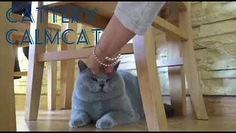 Video 1582901: british shorthair, cattery calmcat, calmcat uk, litter