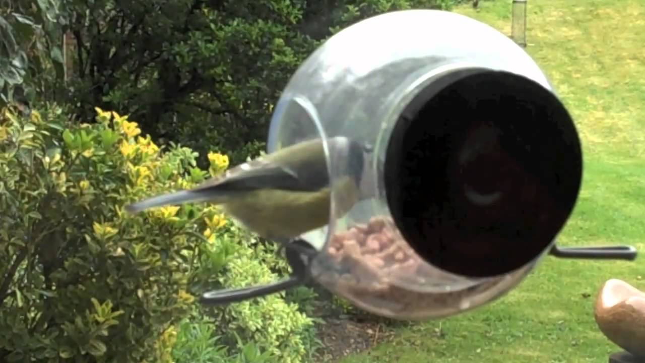 Born In Sweden Bird Feeder Visitor Youtube