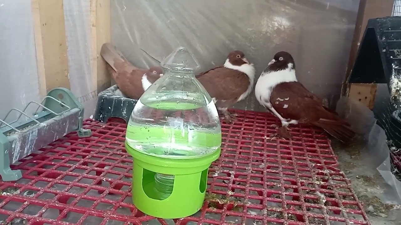 Güvercinlerim 2026 sezon ilk yavruları güncel durum