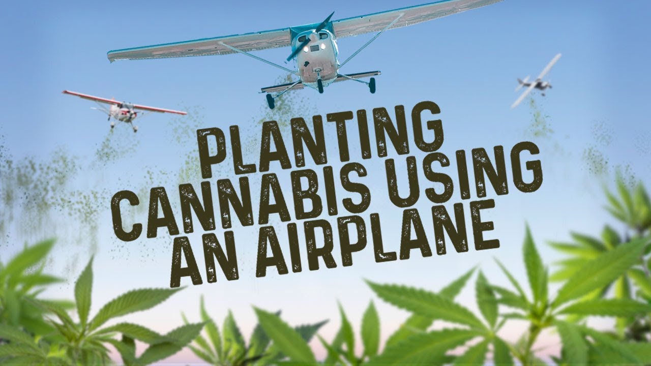 Planting Cannabis Using An Airplane YouTube