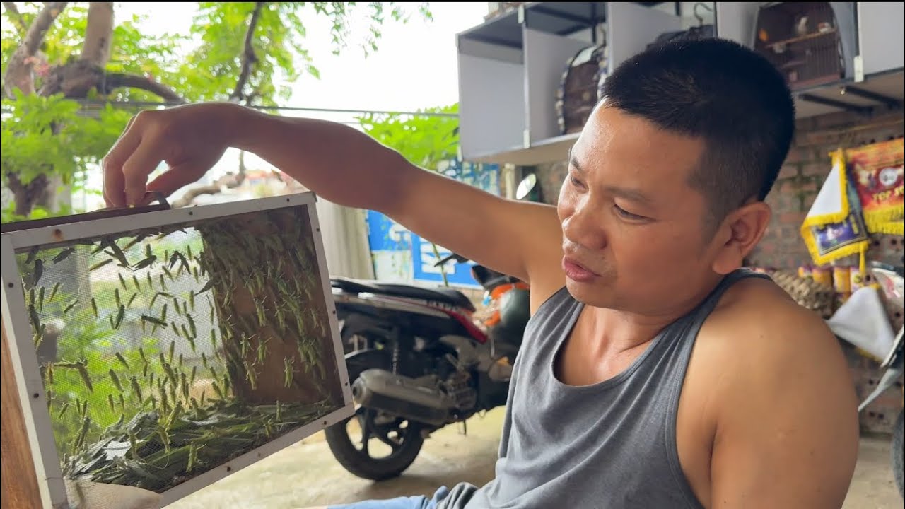 ANH VINH CHIA SẺ BÍ QUYẾT CHĂM LÔNG CHÀO MÀO  NHANH CHO AE MỚI CHƠI/ TỐNG KHẢI HOÀN