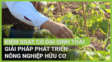 Cách phòng trừ cỏ dại hiệu quả không cần xới, phun thuốc,... | VTC16
