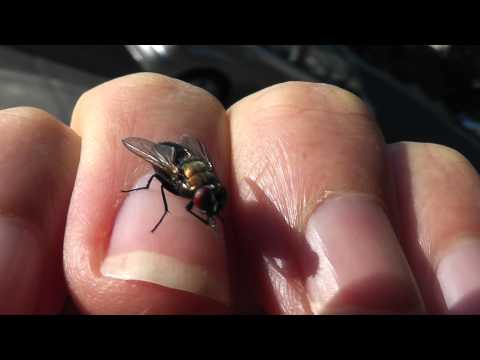 secret insect spy drones for sale