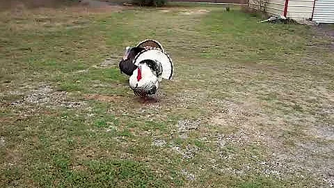 Turkeys