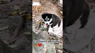 Cachorro De Husky