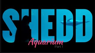 видео: Полное шоу с ДЕЛЬФИНАМИ 🐬 в аквариуме ШЕДД | ЧИКАГО 🇺🇸 Full DOLPHIN Show at SHEDD Aquarium | CHICAGO картинка: Полное шоу с ДЕЛЬФИНАМИ 🐬 в аквариуме ШЕДД | ЧИКАГО 🇺🇸 Full DOLPHIN Show at SHEDD Aquarium | CHICAGO