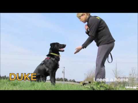 Dogs Trust Leeds - Duke - YouTube