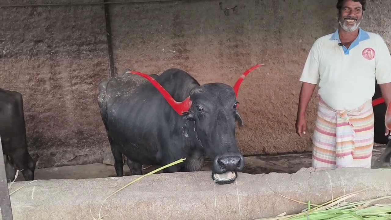 सोलापूर मधील टॉपच्या पंढरपुरी म्हशीचा गोठा #pandharpuribuffalo #cow #farming #automobile #cow #aajs