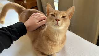 Adorable boi requests a bit of love before his nap by Archie The Cat & Friends 41,961 views 5 months ago 36 seconds
