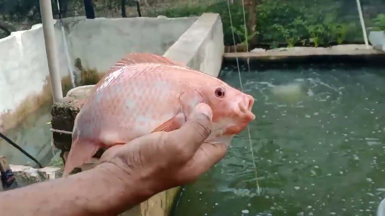 datos importantes del cultivo de tilapia.