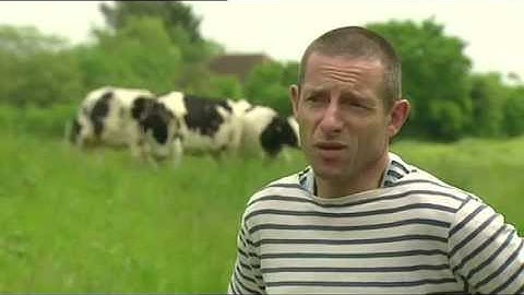 BBC World Service feature story - Cows for rent