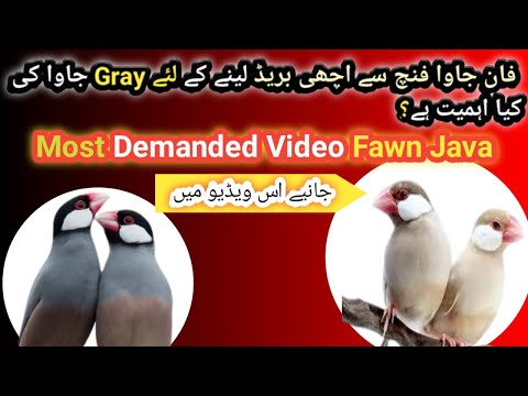 Fawn Java Breeding Tips | Fawn Java ki Achi Breed Ka lya Gray Java Ki Kya ahmiyat ha''