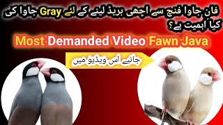 Fawn Java Breeding Tips | Fawn Java ki Achi Breed Ka lya Gray Java Ki Kya ahmiyat ha''