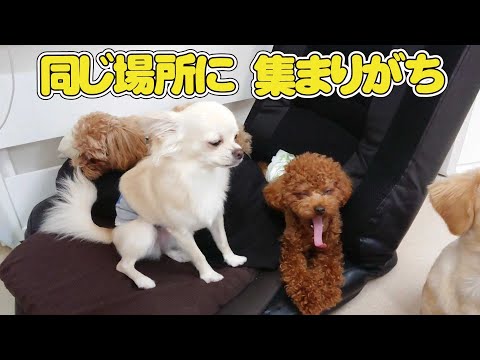 同じ場所に集まりがち 🐶ひみつきちなう！①🐶 チワワ トイプードル