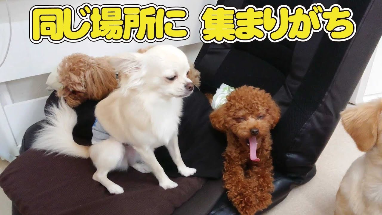 追加 まるぷー&チワワちゃん 同じ場所に集まりがち 🐶ひみつきちなう！①🐶 チワワ トイプードル