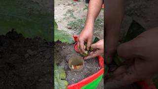 Pumpkin plants care tips using kitchen waste as compost fertilizer  #pumpkin #pumkinflower #plantas