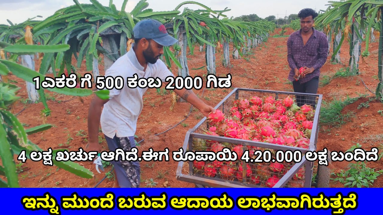 dragon fruit | ಡ್ರ್ಯಾಗನ್ ಹಣ್ಣು ಬೆಳೆಯುವ ವಿಧಾನ | dragon fruits farming kannada | dragon fruits krishi