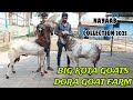 NEW COLLECTION 2025 KOTA ,SINDHI & SIROHI GOAT'S GOAT'S AT DORA GOAT FARM MAHAPOLI