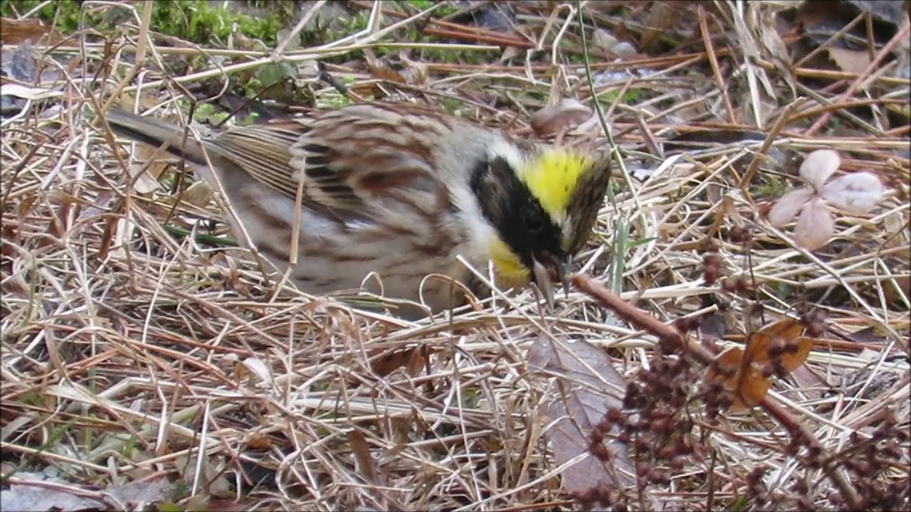 紫陽花園のミヤマホオジロ：深山頬白：Emberiza elegans：Yellow throated bunting－神戸市立森林植物園ー