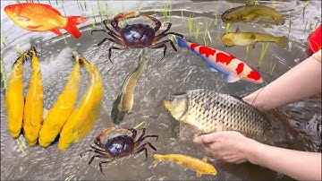 Bắt cá trê lai ngoài đồng , cá chép sông , cá rô phi , cá vược ,cá nước ngọt , phân biệt cá ,cá sộp