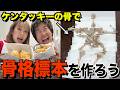 ケンタッキー食べて残った骨で、鶏の骨格標本作ってみた!!