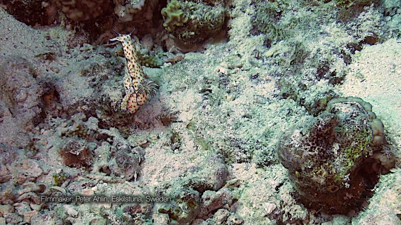 Seaslug Hypselodoris pulchella