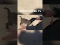 SÜPER KÖPEK TV #short