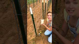 Trying to harvest more green beans this year than last year 😅 part 1 Emily Ann Roberts #garden