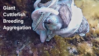 Giant Cuttlefish Breeding Aggregation | Port Adelaide Freediving Club