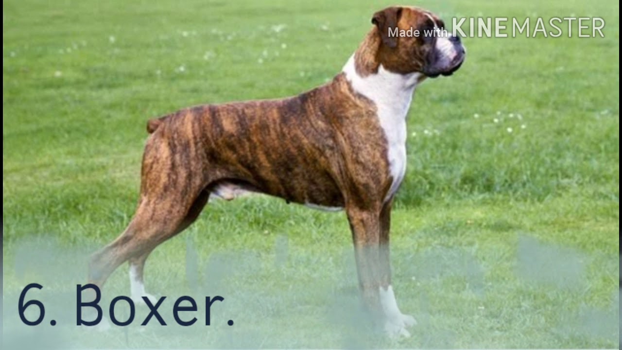 Top 10 guard dogs 🐕🐕 🐕🐕🐕 2020Very informative guide. YouTube