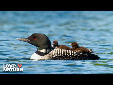 The Mysterious Lives of Loons | Loons: A Cry from the Mist