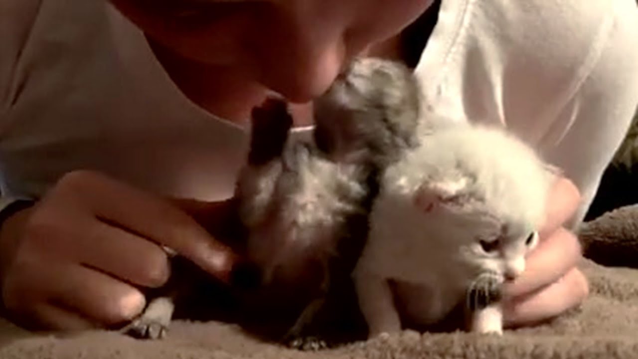 Rescue 2 Newborn Kittens Always Hugging Together with Amazing Transformation