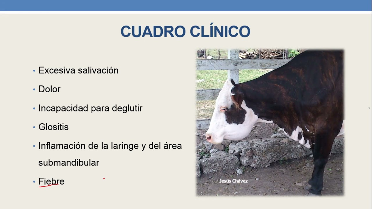 Enfermedades del tracto digestivo en bovinos