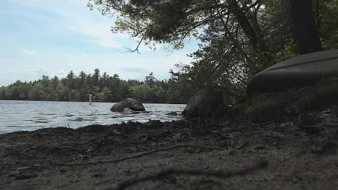 Legislation aims to combat aquatic invasive species in Maine