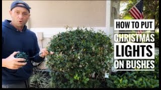 How To Install Christmas Lights On Hedges Bushes And Shrubs Like A Pro ...